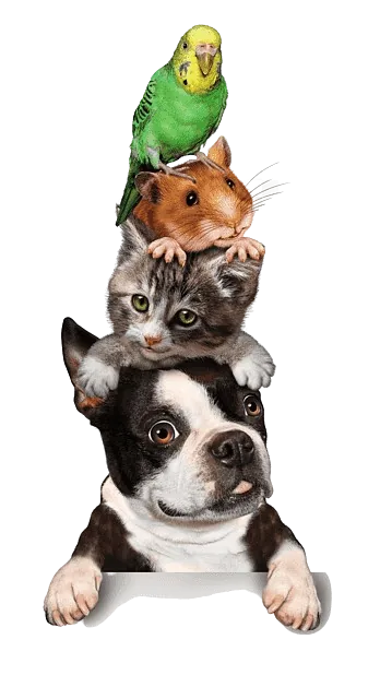 Chien et chat, animalerie en ligne au Maroc